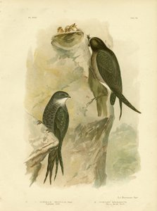 Vencejo australiano o vencejo de cola ahorquillada, 1891 de Gracius Broinowski
